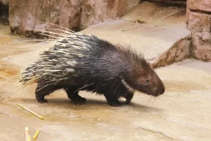 200元养1年，转手卖2000元！年赚40万的农村养殖新项目【养豪猪】~-6G标准网