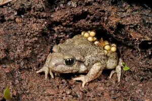 一亩投1万，净入30万，农村养殖暴利项目！-6G标准网