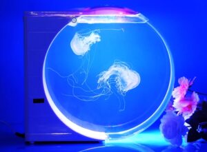 【摆摊卖罐装水母赚钱吗】单价15元起,“00后”小伙摆摊卖这个,一天纯赚4千-6G标准网