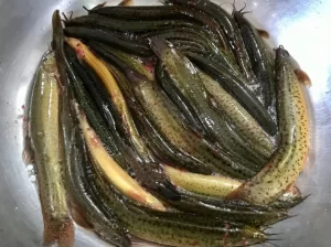 【泥鳅养殖项目赚钱吗？】成本投2万，一年挣4万元，农村养殖新项目！-6G标准网