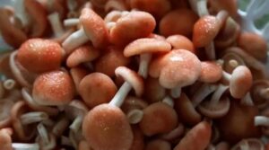 【果味菇养殖赚钱吗？】1斤28元供不应求，利润惊人，这个养殖项目农村、县城都能干！-6G标准网